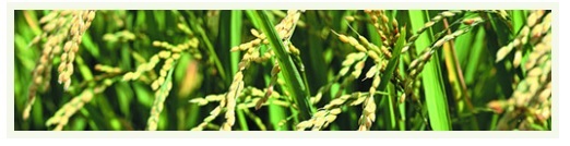 稲のゲノム編集イメージ