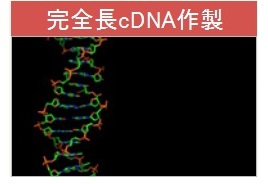 完全長cDNA作製