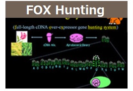 FOX Hunting