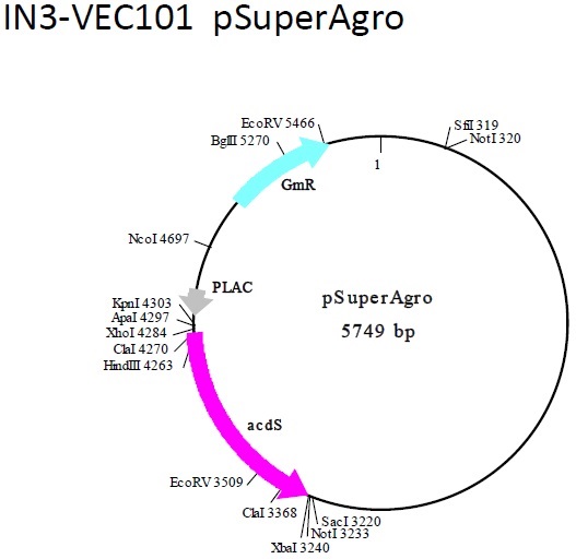  pSuperAgroの制限酵素マップ