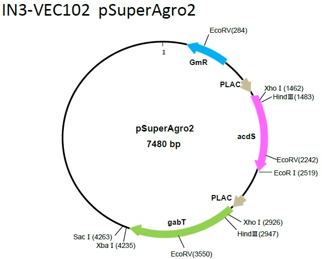 pSuperAgro2 制限酵素マップ