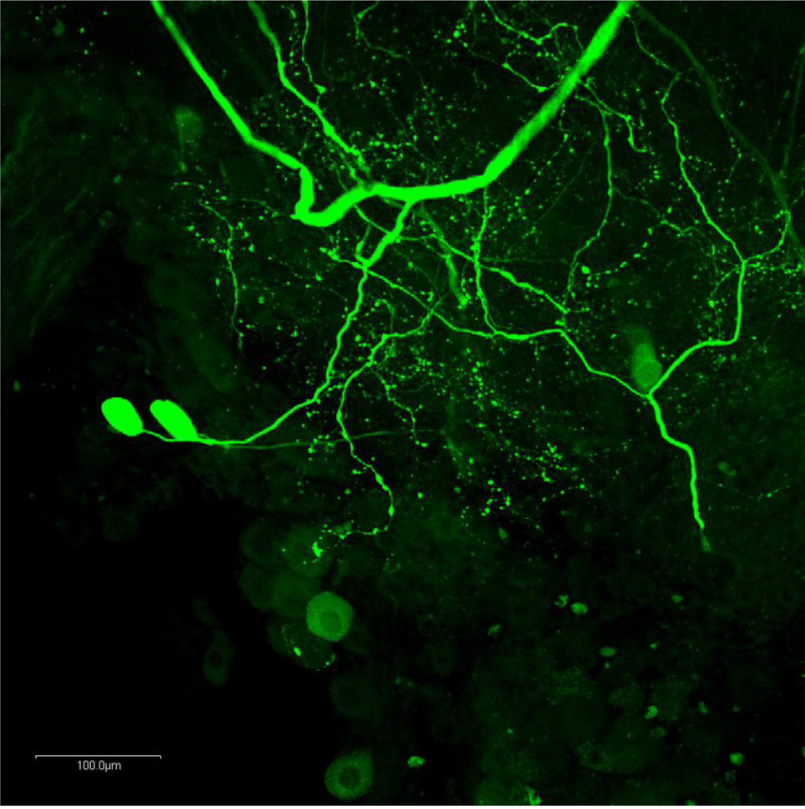 ザリガニ食道下神経節における免疫蛍光染色によるドーパミン分布の確認