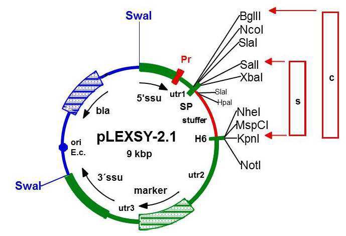 pLEXSY-2 expression vector map