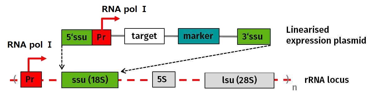 Constitutive LEXSYcon2.1 Expression systemの概念図
