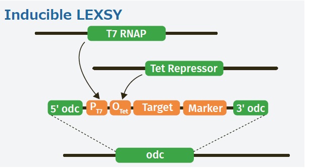 Inducible LEXSY Expression systemの概念図