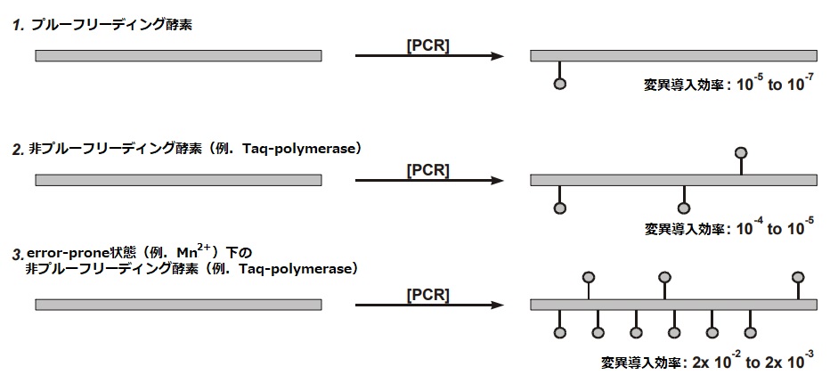 通常のPCRと比較したerror-prone PCR法の変異導入効率イメージ