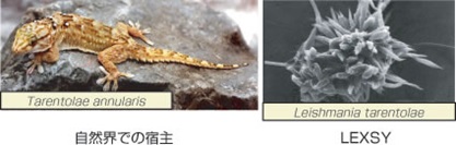 宿主のTarentolae annularis と Leishmania tarentolaeの画像