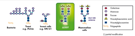 LEXSY細胞・昆虫細胞