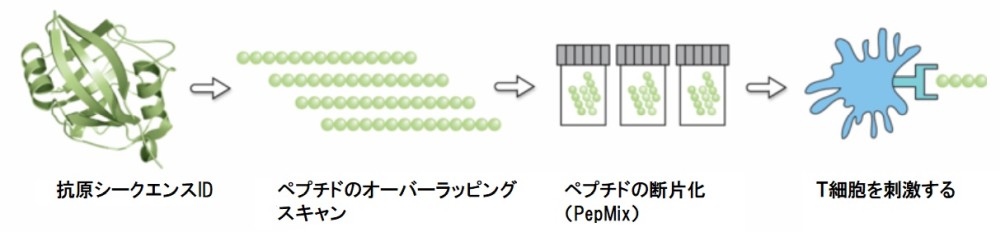 PepMixのペプチド作製イメージ