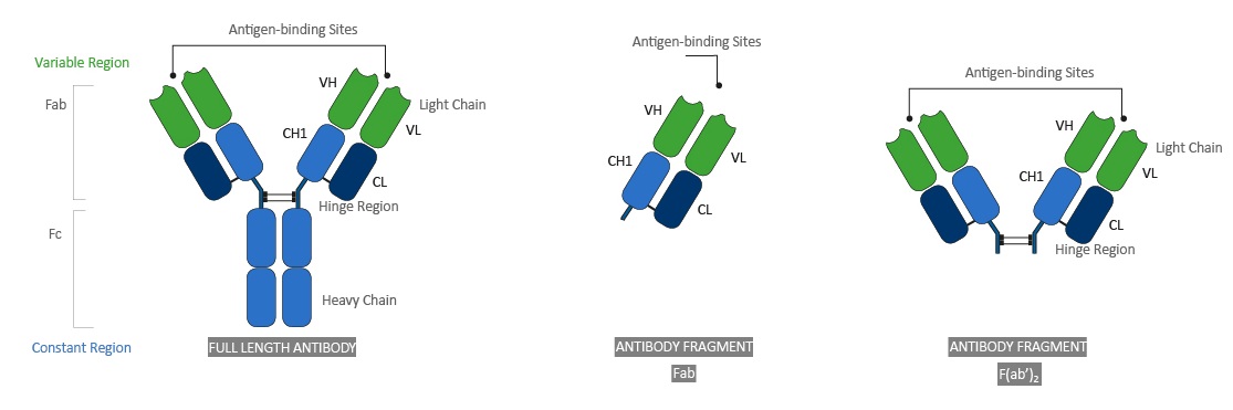 KNK-67170-6-Antigen-binding-site.jpg
