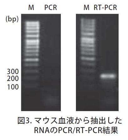 マウス血液からのRNA抽出およびRT-PCRによる検出結果