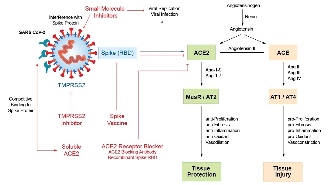 biological therapeutic Approaches against SARS Coronaviruses