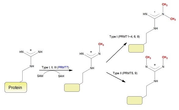 PRMTのアルギニン残基のメチル化