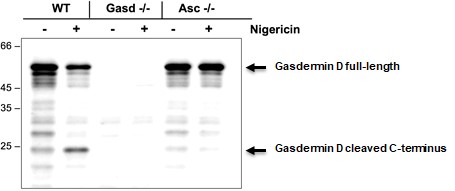 抗Gasdermin D抗体（#AG-25B-0036-C100）を用いたウエスタンブロット像