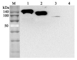 抗ACE2抗体（#AG-20A-0037）を用いたウエスタンブロッティング像
