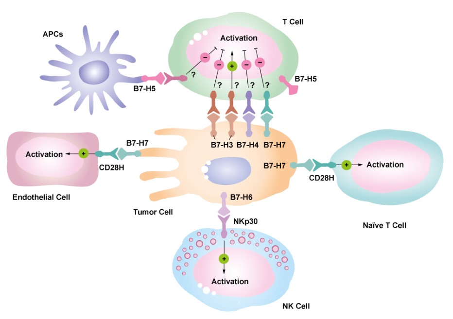 VISTA（V-domain immunoglobulin suppressor of T cell Activation、B7-H5）とは
