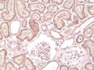 抗ヒトBRAF抗体（#REV-31-1194-00）を用いて染色したホルマリン固定パラフィン包埋ヒト腎臓組織