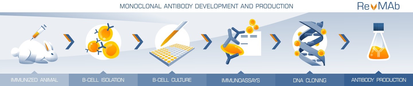 モノクローナル組換え抗体の技術概要