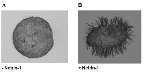 Apoptosis (アポトーシス)研究に有用 Netrin-1 (human):Fc (human) (rec.)の使用例2