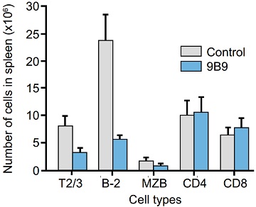 B細胞除去に有用な抗BAFF-R抗体の使用例