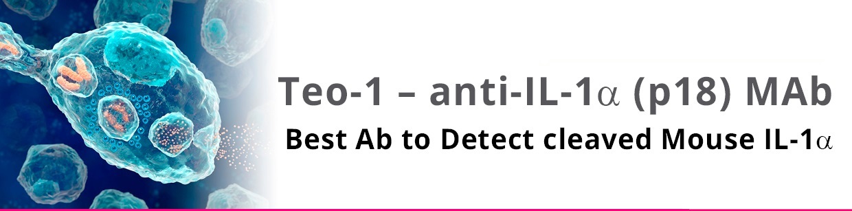 #Teo-1 anti-IL-1 alpha (p18) MAb