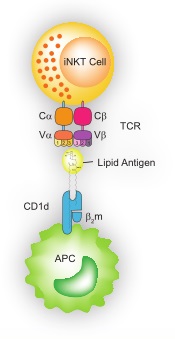 iNKT細胞活性化の概念図