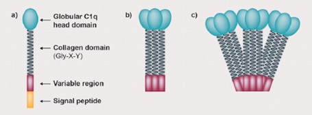 アディポネクチンの構造機構