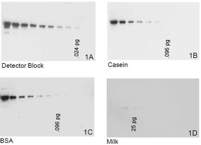 マウスIgGをTris-Glycineゲルで電気泳動後、メンブレンに転写し、各種ブロッキング溶液を用いて一晩ブロッキングした。ビオチン標識Goat anti-Mouse抗体、HRP-Streptavidinと反応後HRP基質（Protein Detector LumiGLO）を用いて検出した。