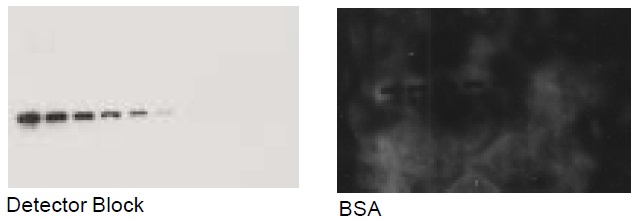 ヒトマトリックスメタロプロテアーゼ（MMP-2）が転写されたメンブレンを、Detector BlockまたはBSAでブロッキングし、20 ng/mlの抗MMP-2抗体と反応させ、Protein Detector LumiGLOで検出した。メーカー推奨の希釈率で抗体を反応させたが、BSAでブロッキングした条件ではうまく検出されなかった。