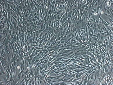 cell morphology