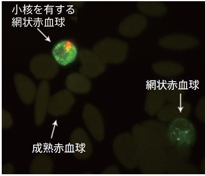 in vivo MicroFlow Kit を使用したマウス血液の染色像
