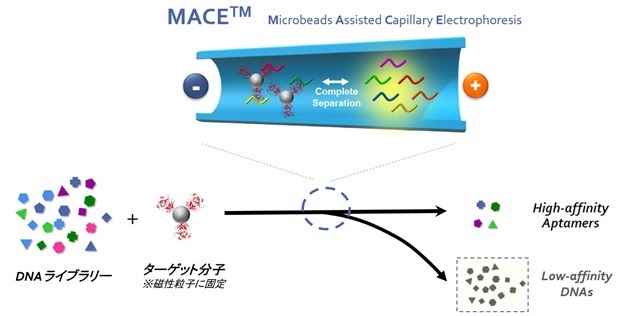 MACE磁性粒子支援型キャピラリー電気泳動イメージ
