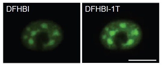 Spinachアプタマーと結合して蛍光を発するRNA蛍光プローブ DFHBI / DFHBI-1T