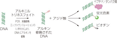 DNAへの蛍光標識・ビオチン標識