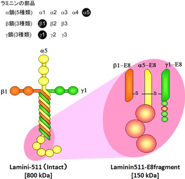 ラミニン511-E8断片について