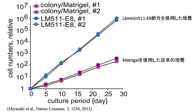 ラミニン511-E8断片を使用したES/iPS細胞培養の大量生産