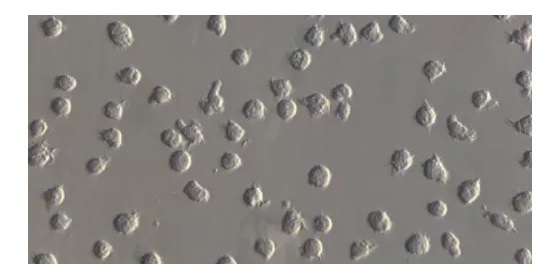 Mylc細胞（未成熟樹状細胞）の写真