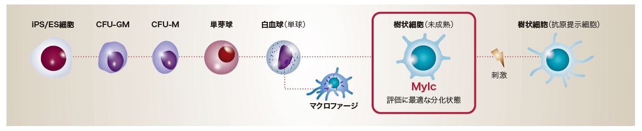 再生医療技術による血球作製イメージイラスト