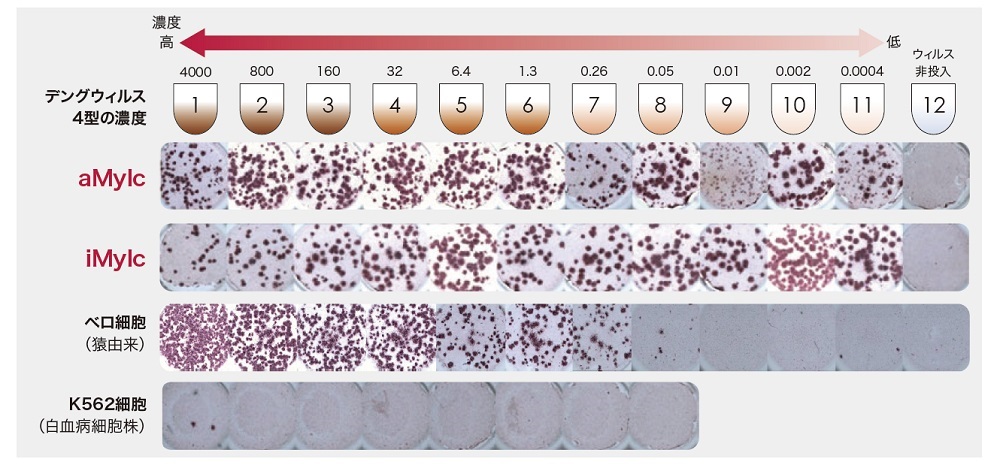 デングウイルス4型の濃度別反応試験感染感度の比較写真