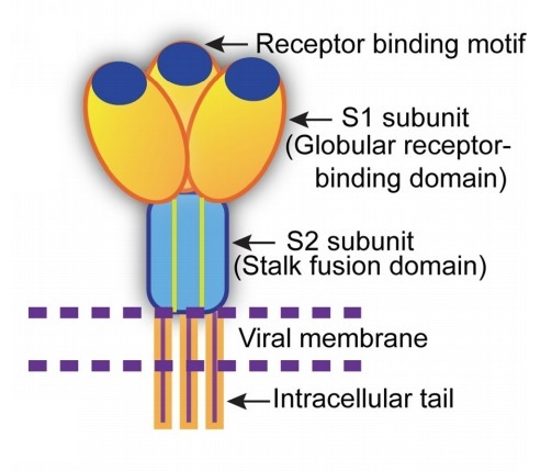 SARS-CoV-2のSタンパク質の主要な特徴と三量体構造イメージ