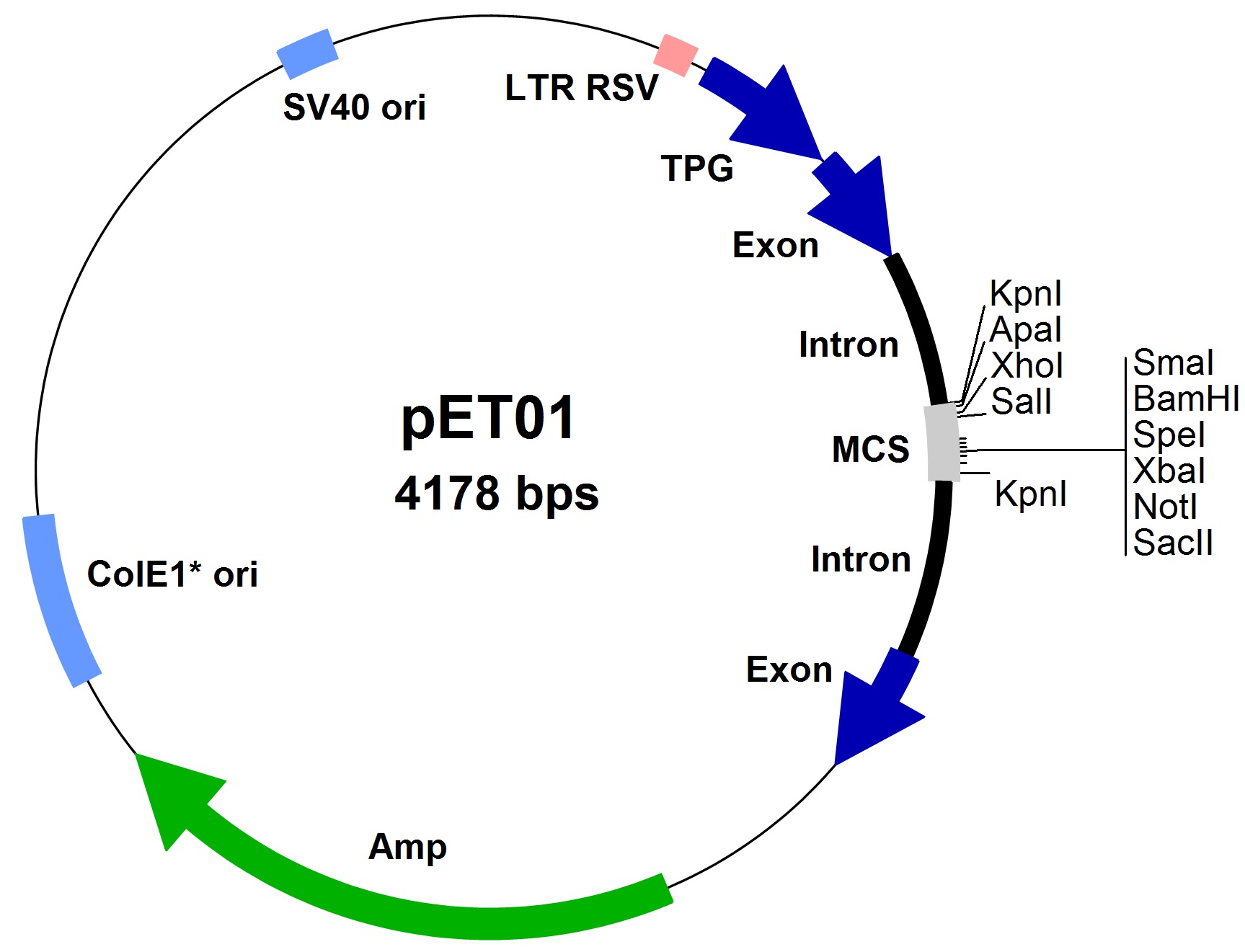 pET01-Vector-Map