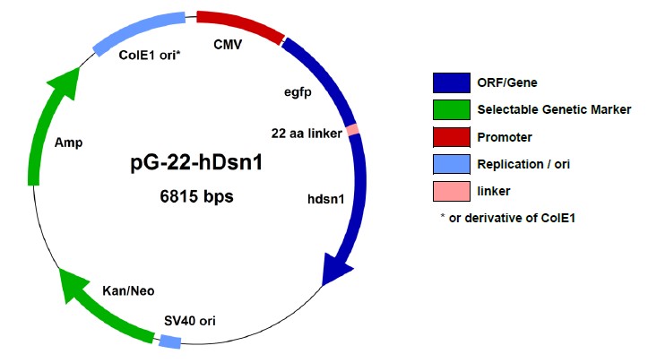 Mis12複合体融合タンパク質発現ベクター1