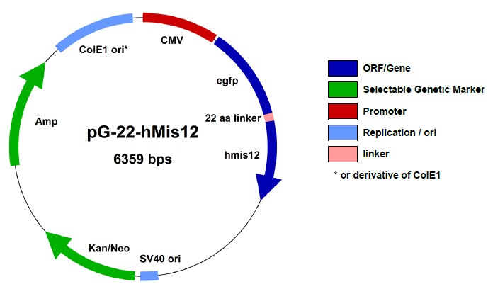Mis12複合体融合タンパク質発現ベクター2