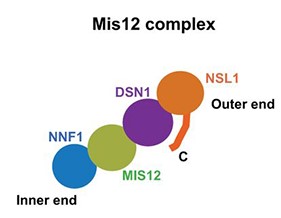 Mis12複合体の模式図