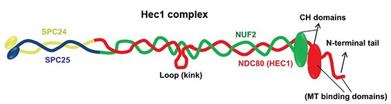 Hec1複合体の模式図