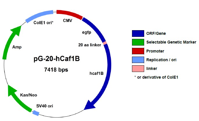 ヒト分子シャペロン（Chaperone）融合タンパク質発現ベクター1