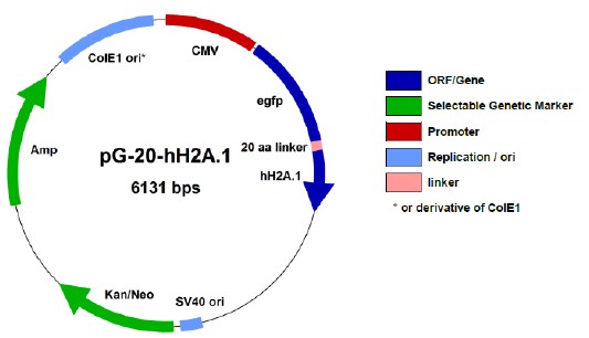 ヒストン（Histone）融合タンパク質発現ベクター1