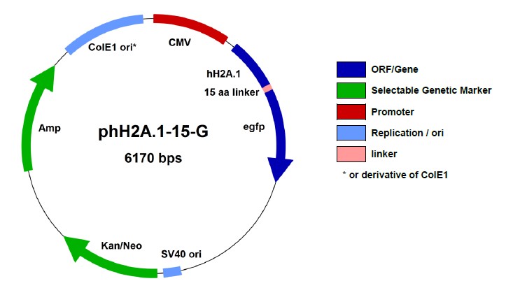 ヒストン（Histone）融合タンパク質発現ベクター2