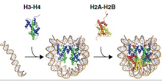 シャペロンはテロメア、セントリックおよびペリセントリッククロマチンにおけるH3の蓄積と取り込みに関与している
