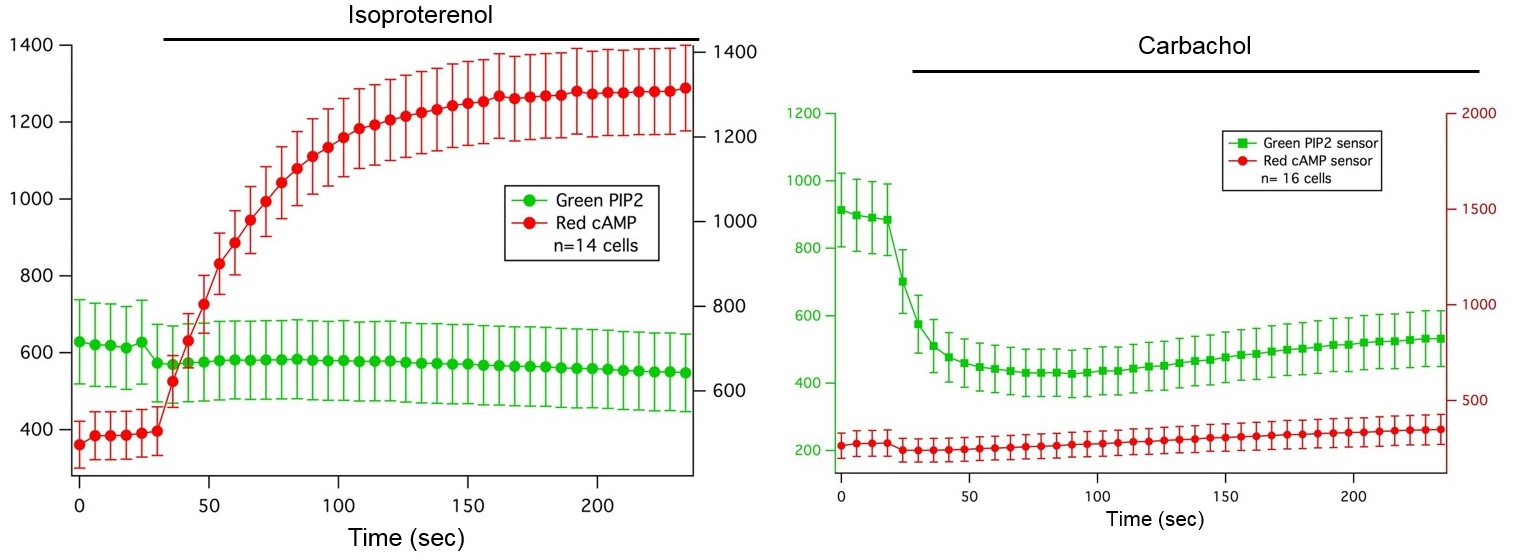 Gs/Gqシグナル伝達経路特異的応答の同時測定